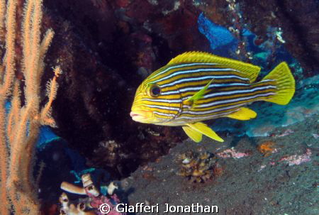 Gaterin à rubans  - Plectorhinchus - Sous-groupe : Haemul... by Giafferi Jonathan 