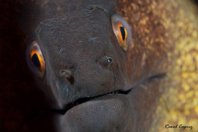 Curious ? by Raoul Caprez 