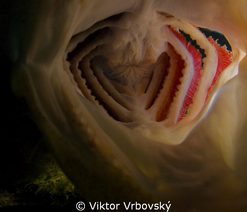 Pike-perch attack! :-) by Viktor Vrbovský 