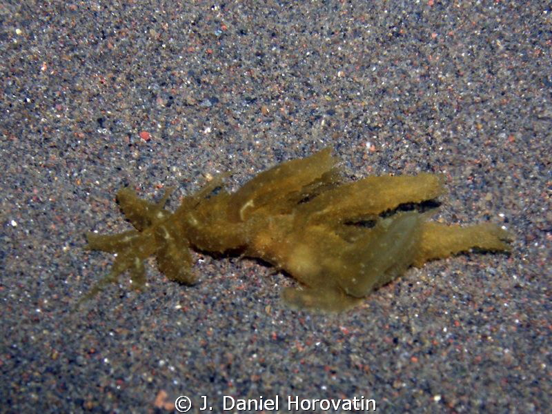 A melibe of some sort? by J. Daniel Horovatin 