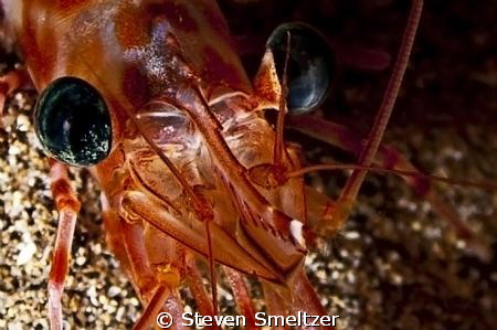 I was on a night dive along the coast of Maui near Kaanap... by Steven Smeltzer 