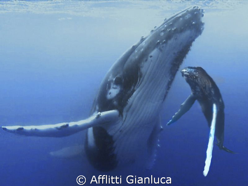 whales by Afflitti Gianluca 