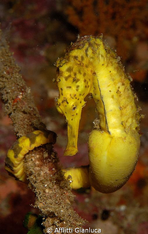 sea horse by Afflitti Gianluca 