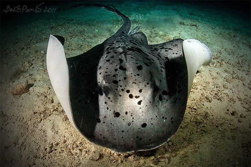 Stingray at night
/ Maaya Thila - North Ari Atoll by Boris Pamikov 