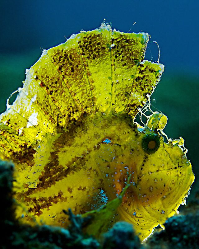 "Leaf fish"

Mix of ambient- and backlight by Henry Jager 
