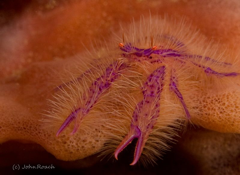 Squat Lobster by John Roach 