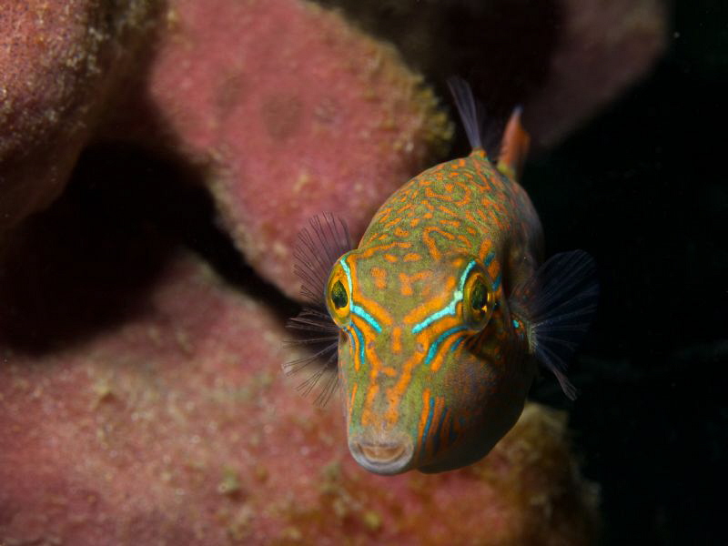 nosy baby by Alex Varani 