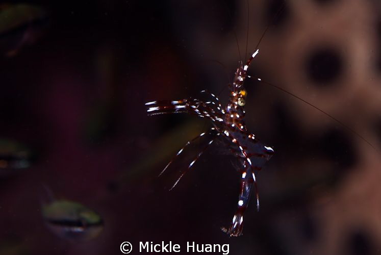 CLEANER SHRIMP
Seraya Bali by Mickle Huang 