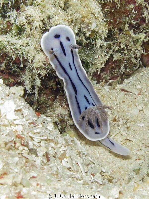 Chromodoris willani by J. Daniel Horovatin 