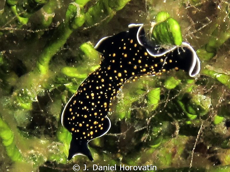 a flatworm by J. Daniel Horovatin 