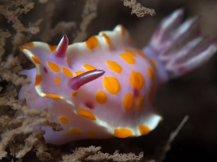 Ceratosoma amoenum, Bare Island by Doug Anderson 