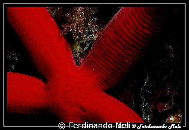 Starfish (Ophidiaster ophidianus). by Ferdinando Meli 