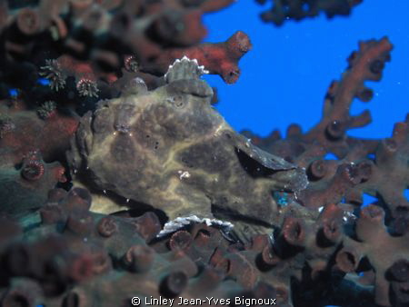 Frogfish in laying on Staghorn Coral,Flic en Flac,Mauriti... by Linley Jean-Yves Bignoux 