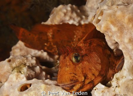 A friendly blenny,near the  Gelderland wreck, Hout bay, S... by Peet Van Eeden 