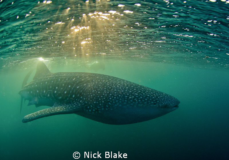 Whaleshark and dappled light, taken just before sunset. by Nick Blake 