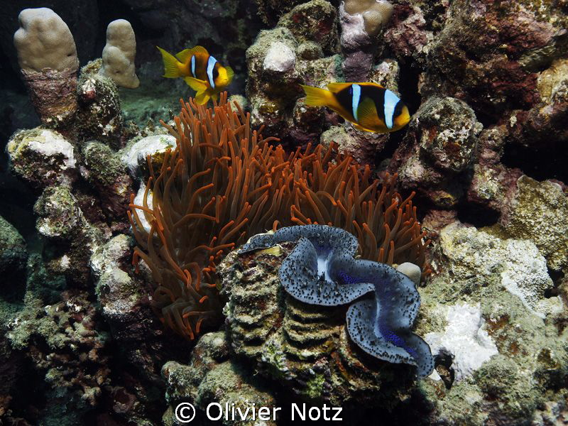a quite interesting mix of colours in close proximity wit... by Olivier Notz 