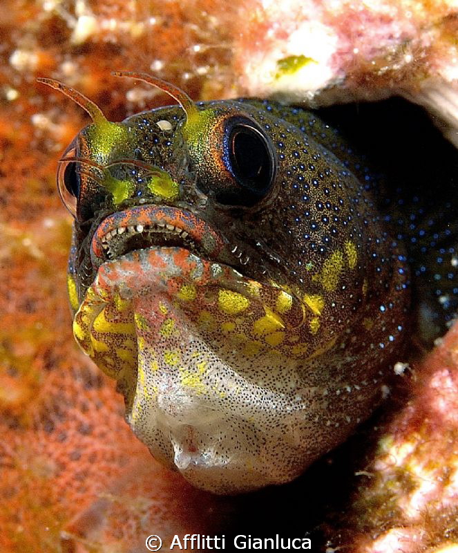 goby by Afflitti Gianluca 
