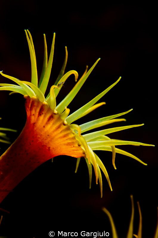 Parazoanthus by Marco Gargiulo 