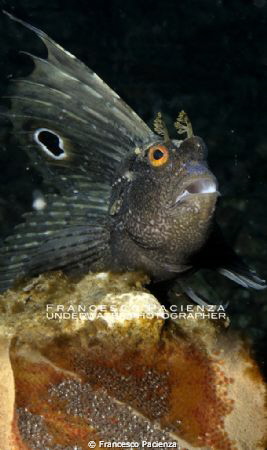 Blennius ocellaris with eggs. by Francesco Pacienza 