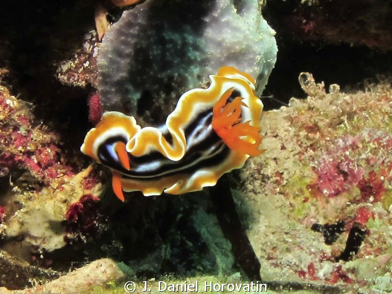 Chromodoris magnificia by J. Daniel Horovatin 