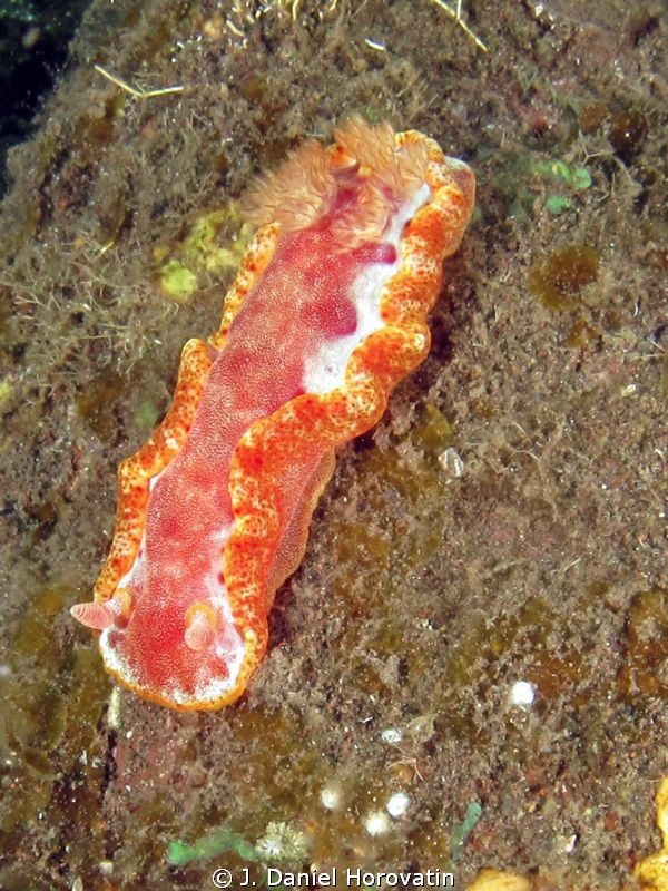 Spanish Dancer by J. Daniel Horovatin 