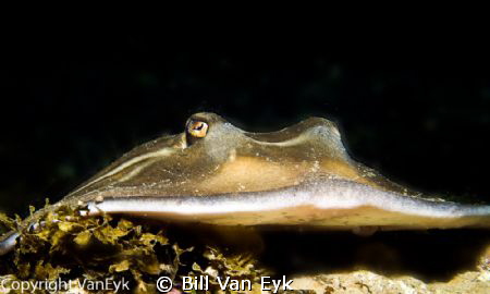 Banjo shark (fiddler ray) -Trygonorrhina‑fasciata - posin... by Bill Van Eyk 