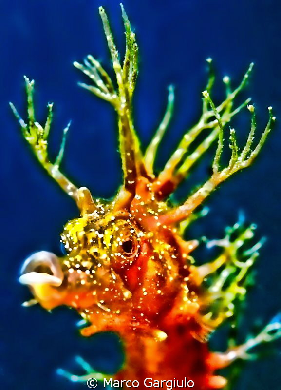 Hippocampus by Marco Gargiulo 