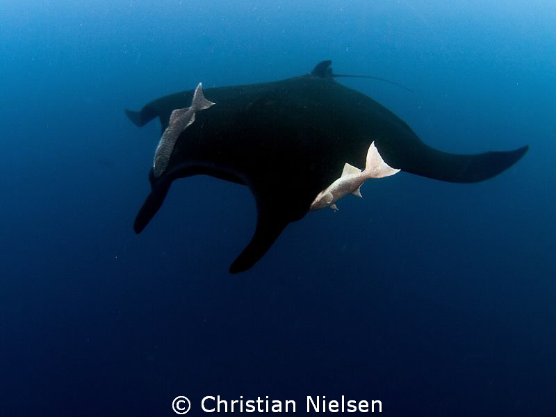 Black manta with accompanying remora's. The boiler, San B... by Christian Nielsen 