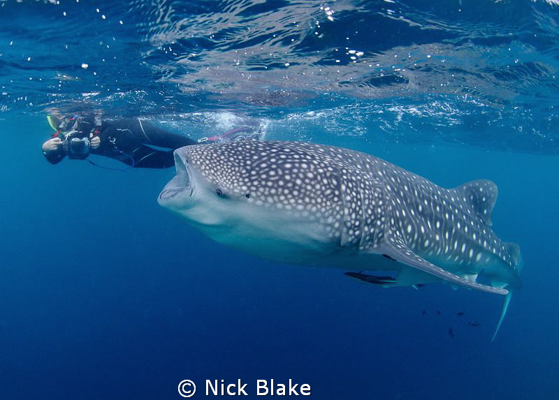 Whaleshark and snorkeller, Djibouti, natural light. by Nick Blake 