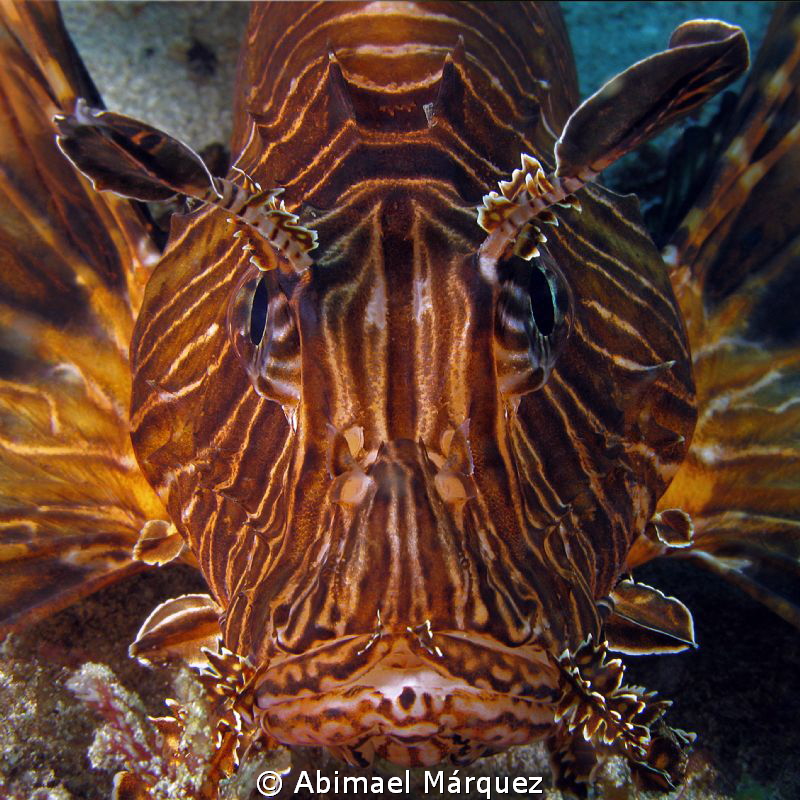 Portrait of a lion fish by Abimael Márquez 