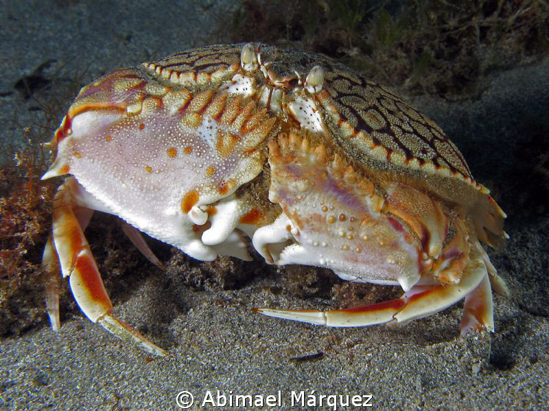 Encounter with another Box Crab by Abimael Márquez 