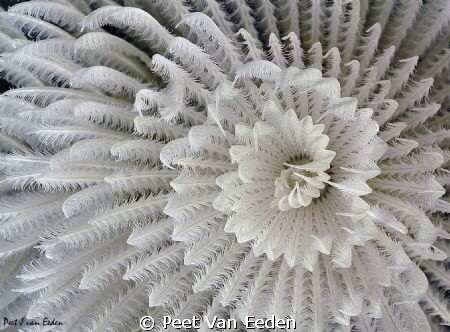 Bristle worm by Peet Van Eeden 