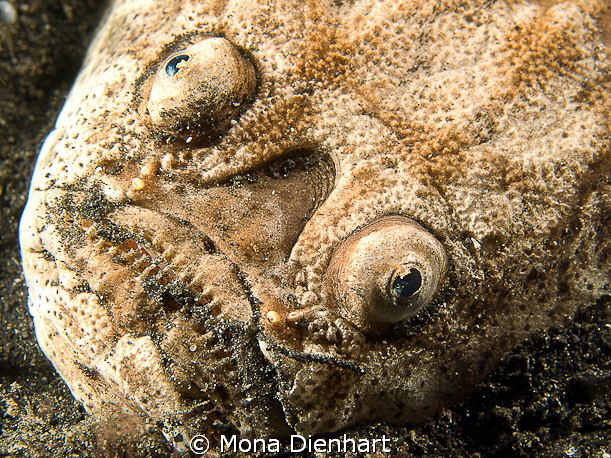 night encouner in Lembeh by Mona Dienhart 