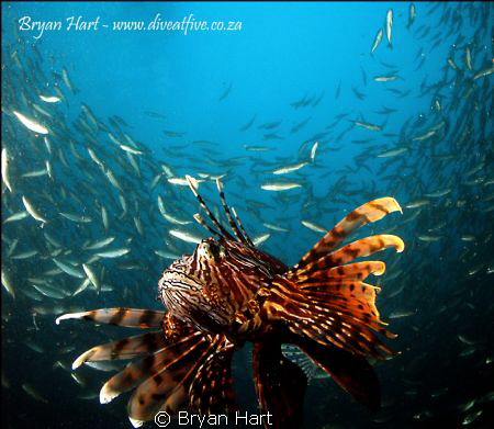 first dive with my new Inon dome port 2... really increas... by Bryan Hart 