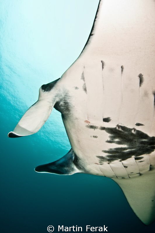 Manta from Komodo NP by Martin Ferak 