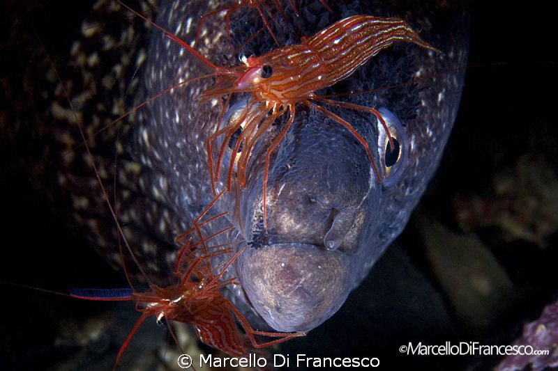 Cleaning Station by Marcello Di Francesco 