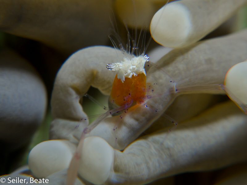 Popcorn shrimp , taken with Canon G12 and 2 X UCL165 by Beate Seiler 