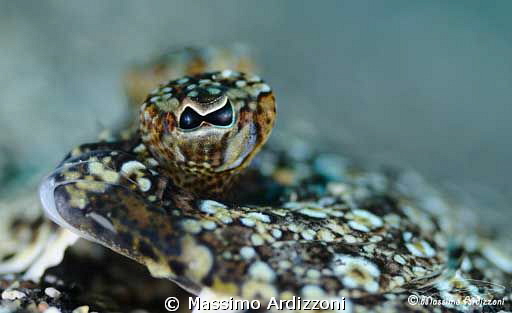 eye of sole. D300, aquatic housing- 105 micro + 2x inon z240 by Massimo Ardizzoni 