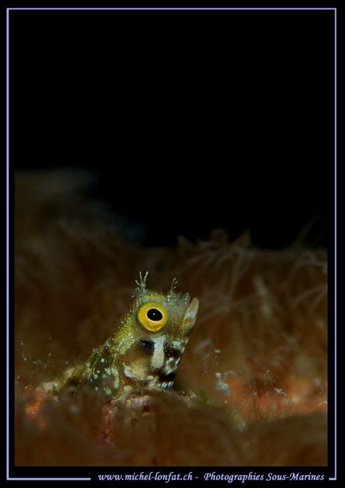 Little Blennie having a peek... by Michel Lonfat 