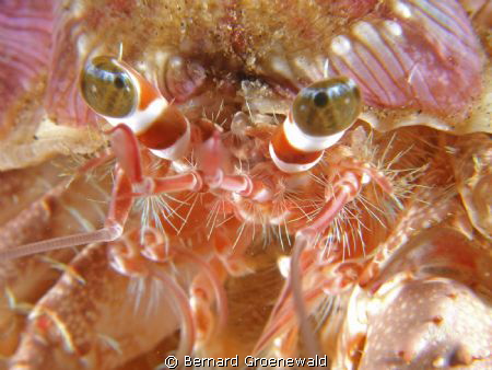 Eye to eye with a hermit crab. by Bernard Groenewald 