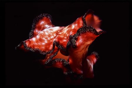 Night dive in Bohol, Philippines. Right place, right time... by Andy Phillips 