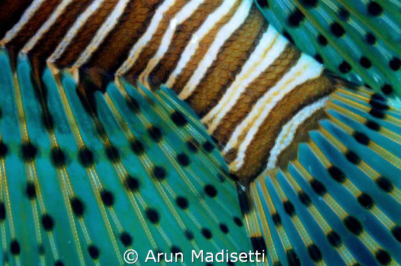 Lionfish abstract by Arun Madisetti 