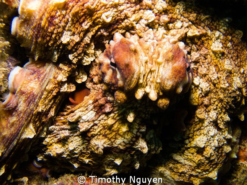 Octopus portrait by Timothy Nguyen 