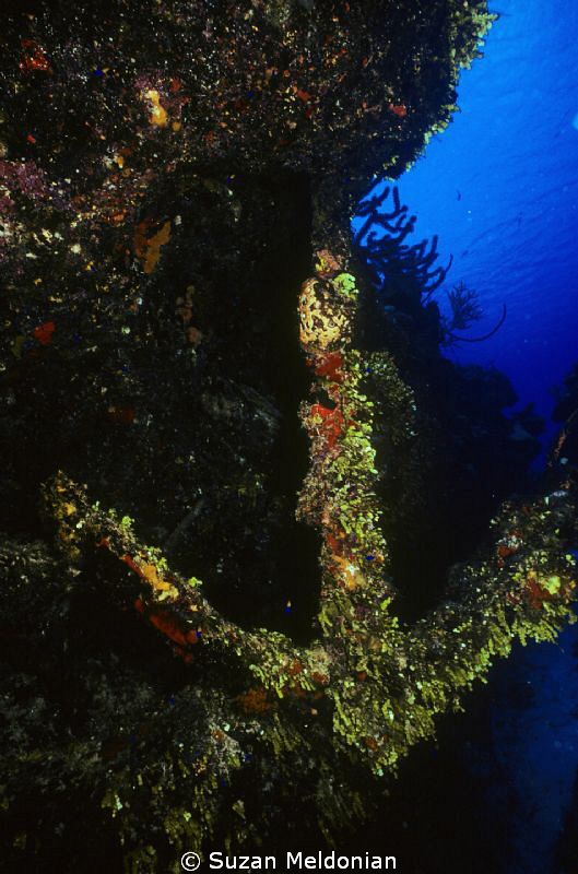 Coral covered Anchor somewhere in Bay of Biscayne by Suzan Meldonian 