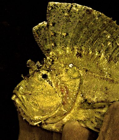 "Gold Finner" The fish with the Midas touch! by Beverly Speed 