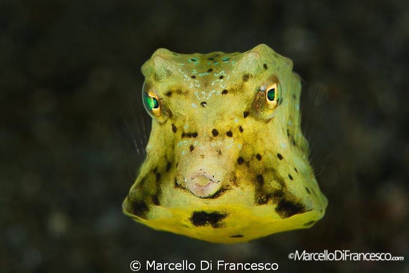 Look at me !! by Marcello Di Francesco 