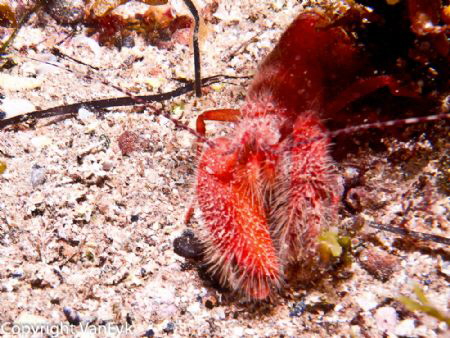 Ricketts Point, snapping shrimp-Alpheus sp. : The fingers... by Bill Van Eyk 
