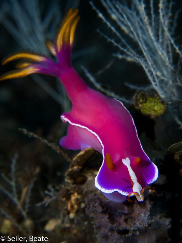 Hypselodoris bullockii with Imperator shrimp on the head 
 by Beate Seiler 