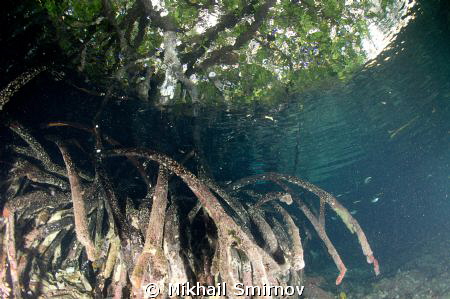 Roots by Mikhail Smirnov 