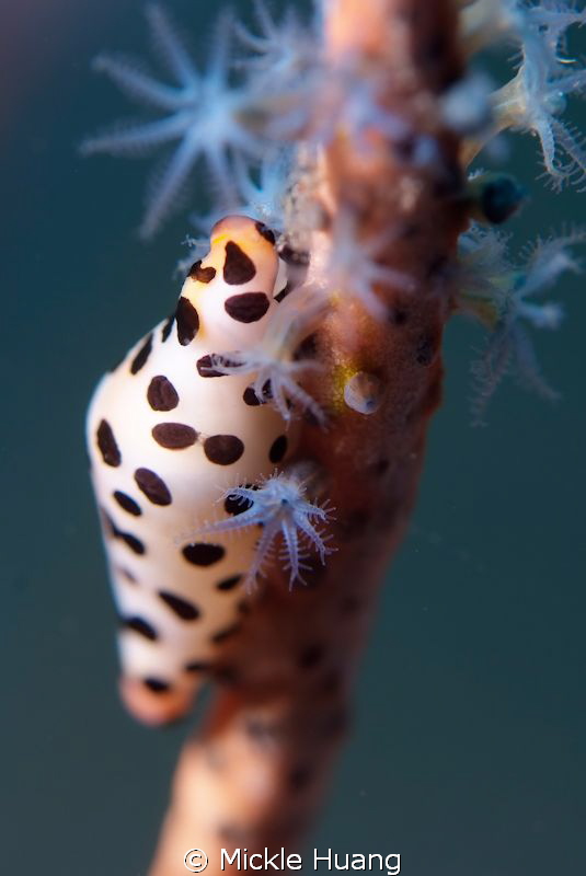COWRY
Seraya Bali by Mickle Huang 